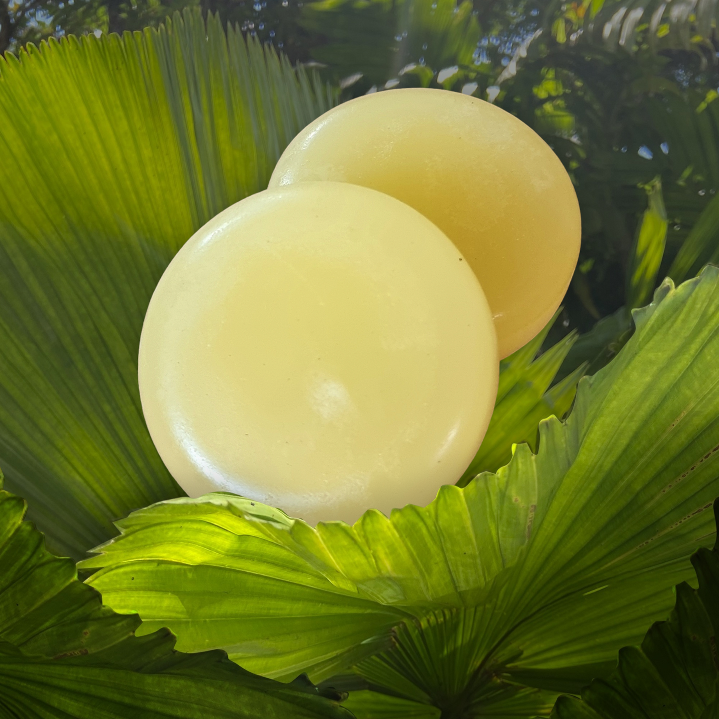 Shampoo Bar